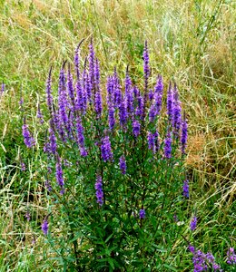 Purple grasses field