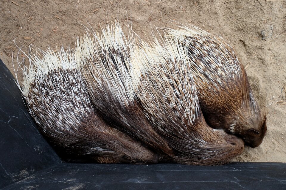 Animals porcupine Free photos