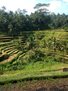 Fields bali