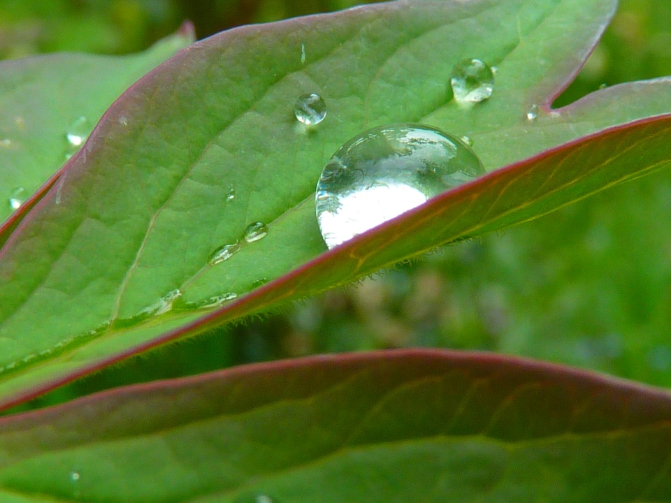 Close up green nature