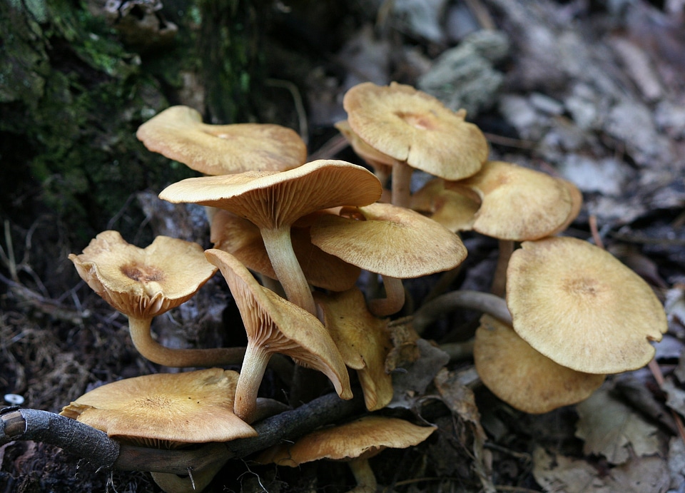 Toadstool forest natural