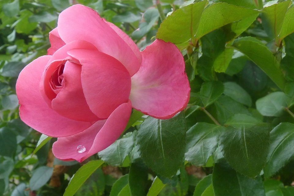 Drop of water rose bush flower