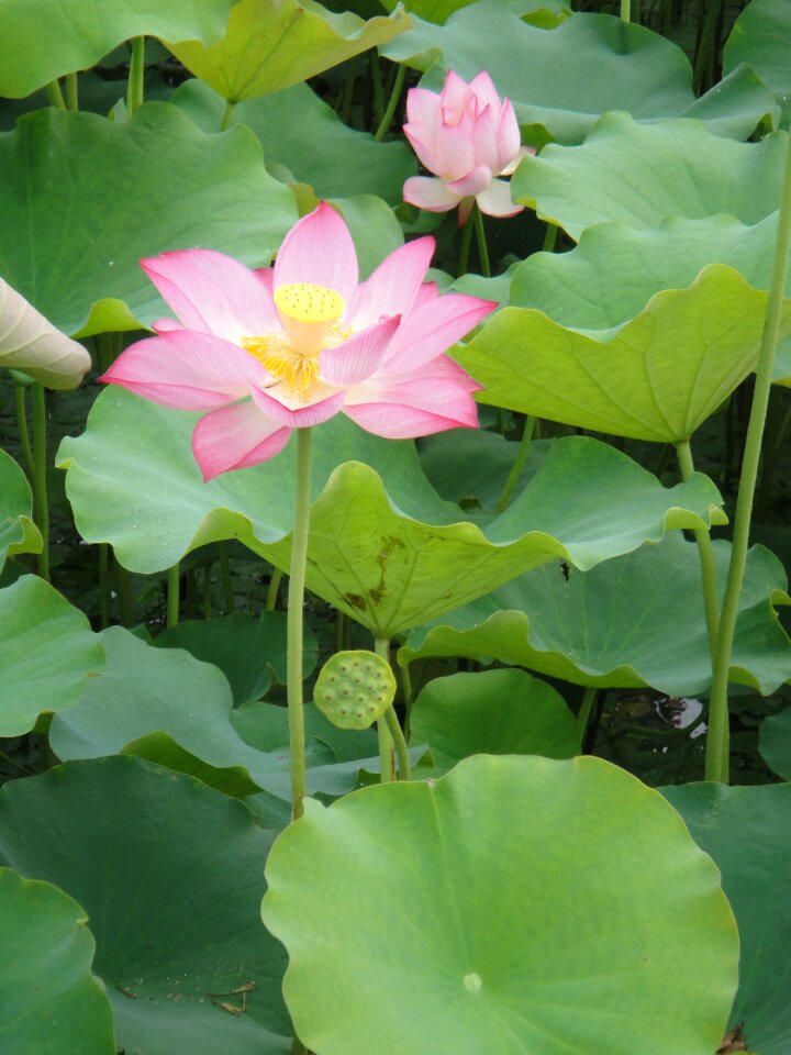 Water plant pond flowering