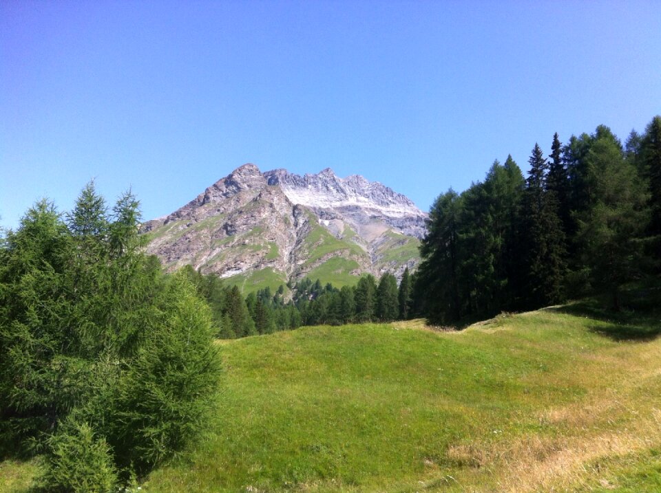 Engadin root tip alpine