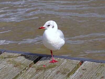 Bird river water