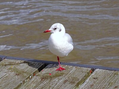 Bird river water photo