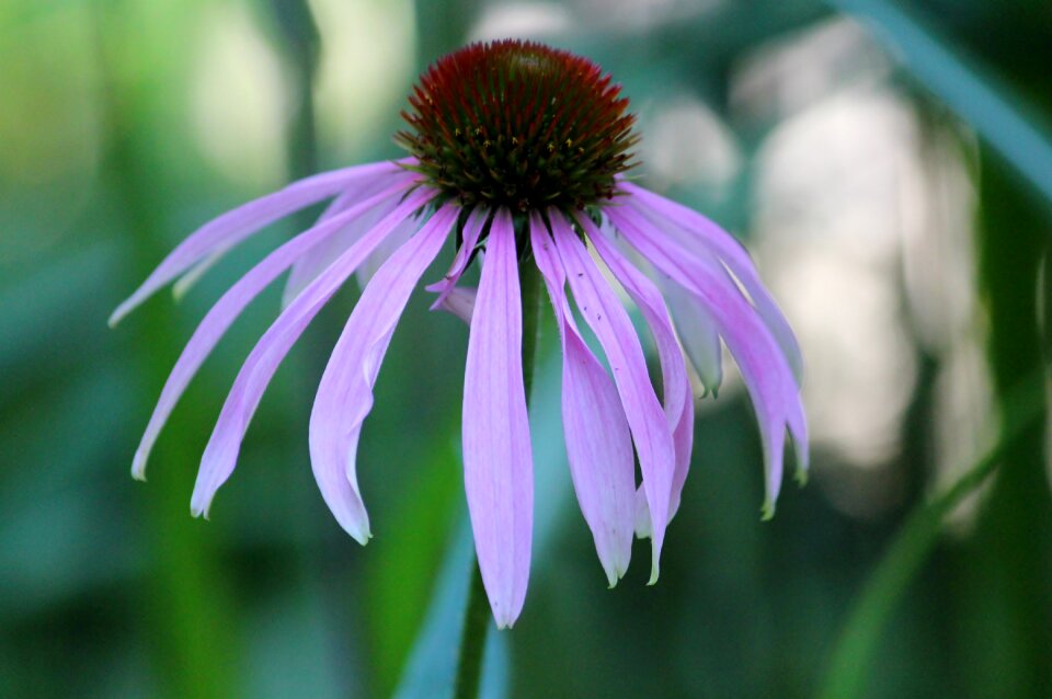 Bloom pastel purple