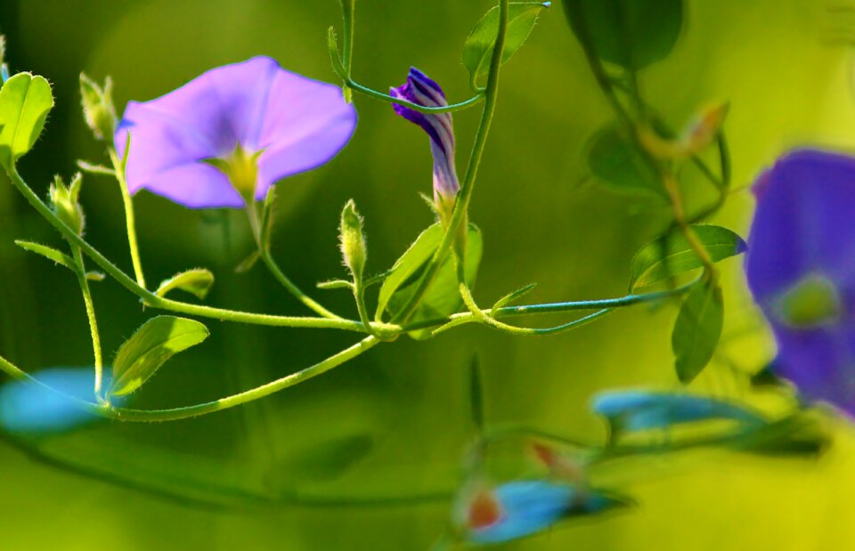 Tender pastel garden
