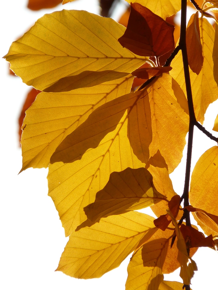Deciduous tree golden autumn golden october
