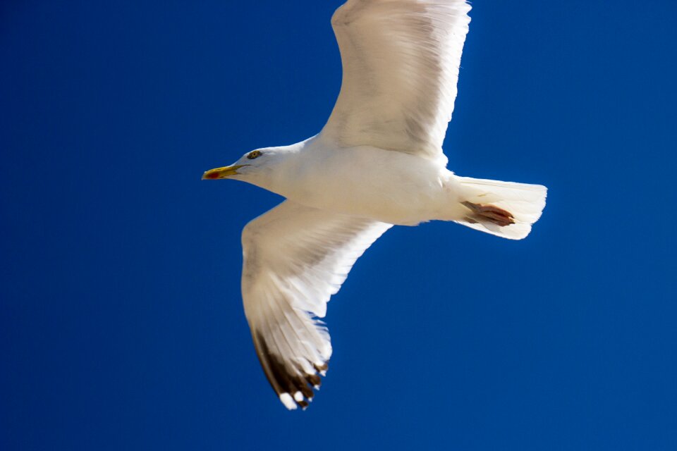 Bird seagull fly photo