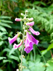 Digitalis emetic plantain greenhouse