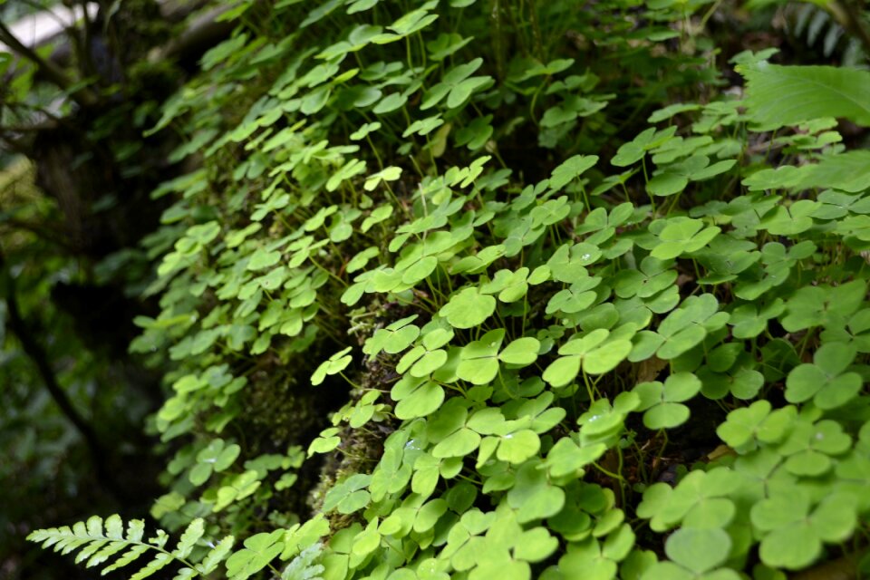 Plant forest environment