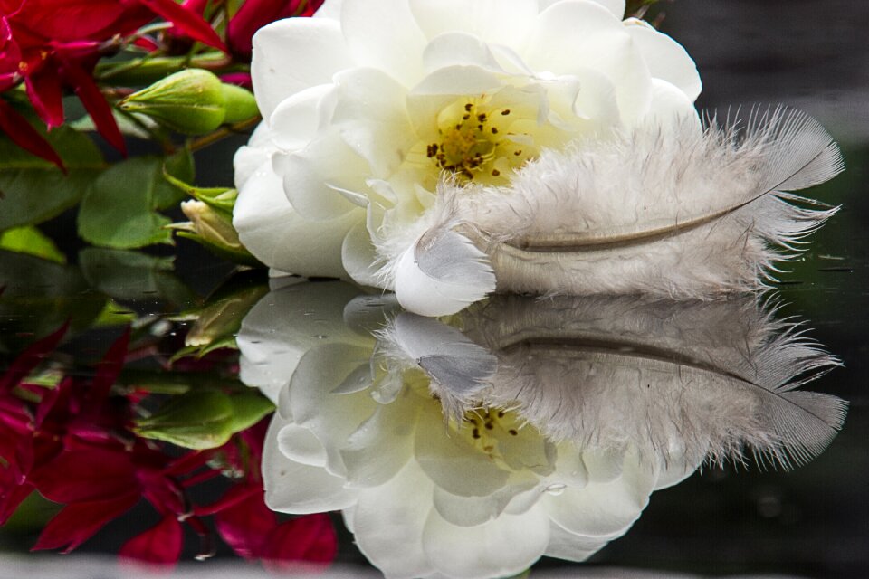 Feather flower mirror