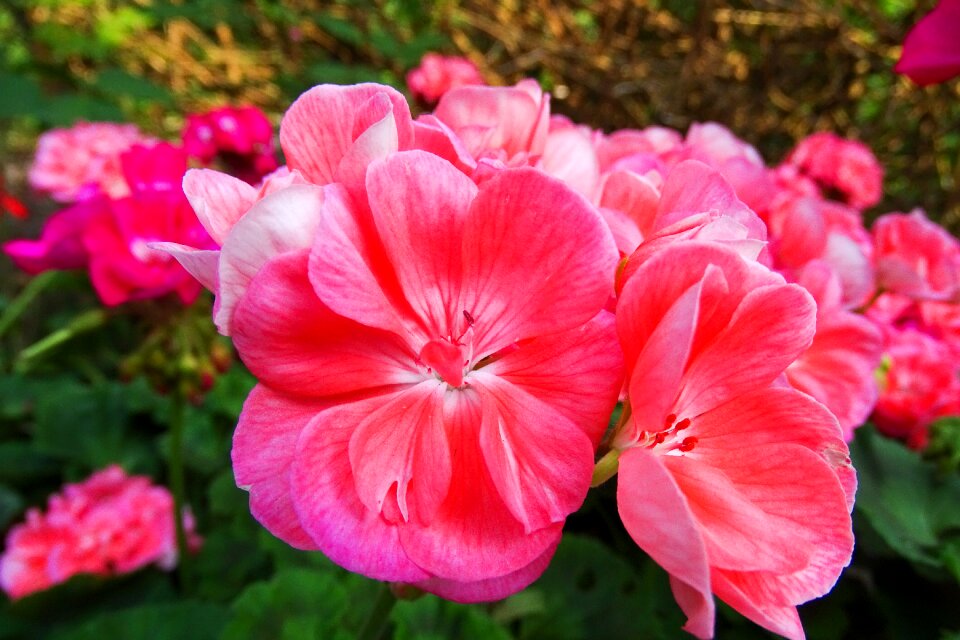 Red flower summer nature