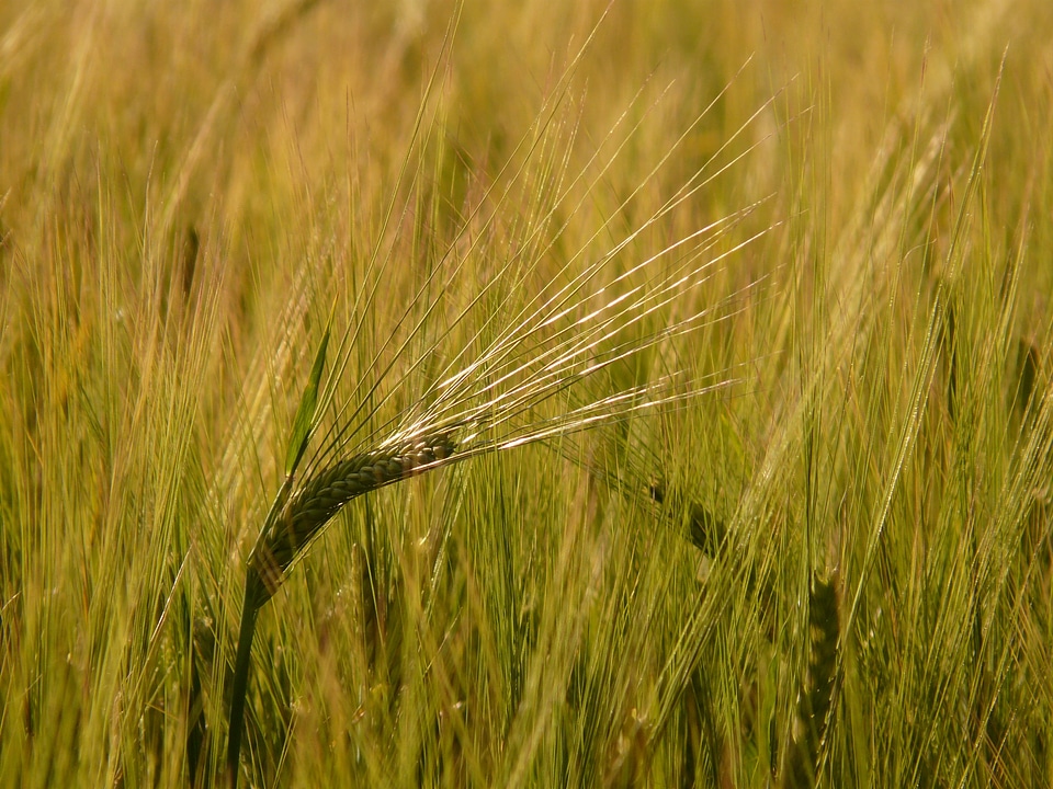 Grain cereal cornfield