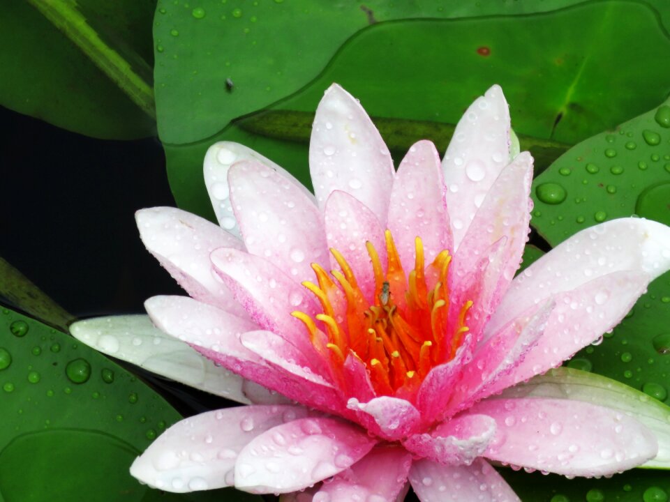 Pond water plant nature