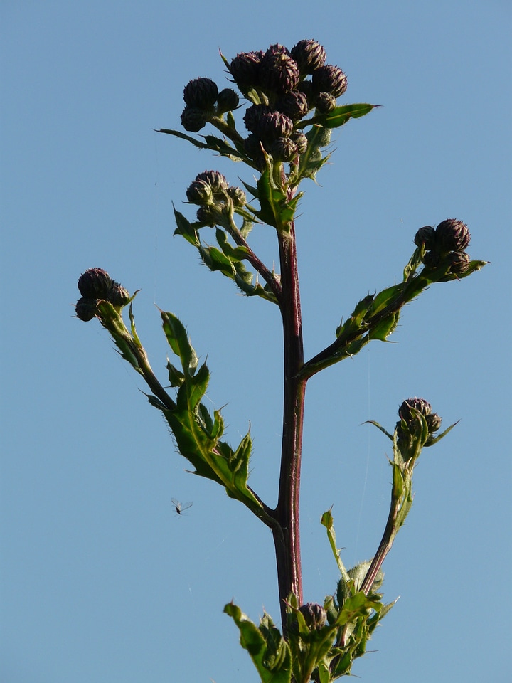 Herbaceous plant field thistle thistle