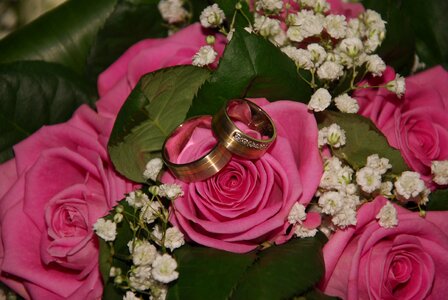 Rose pink plant