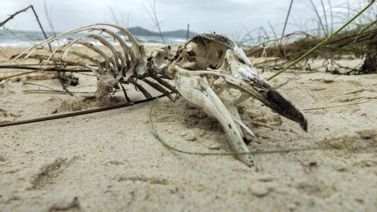Penguin skeleton winter