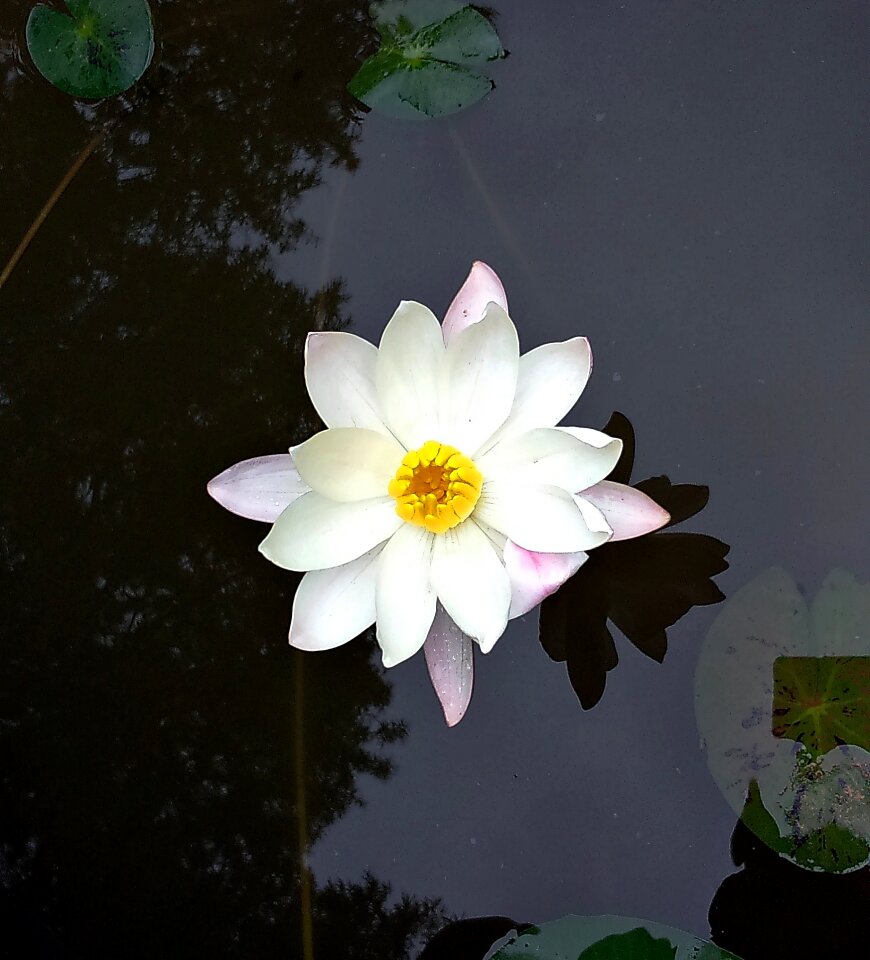 Water lily white blossom