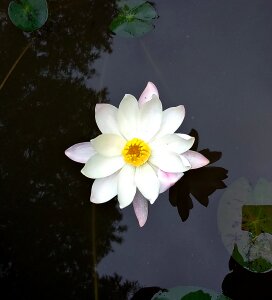 Water lily white blossom