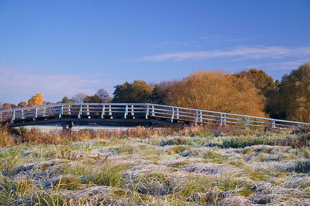 Wooden bridge mood trees