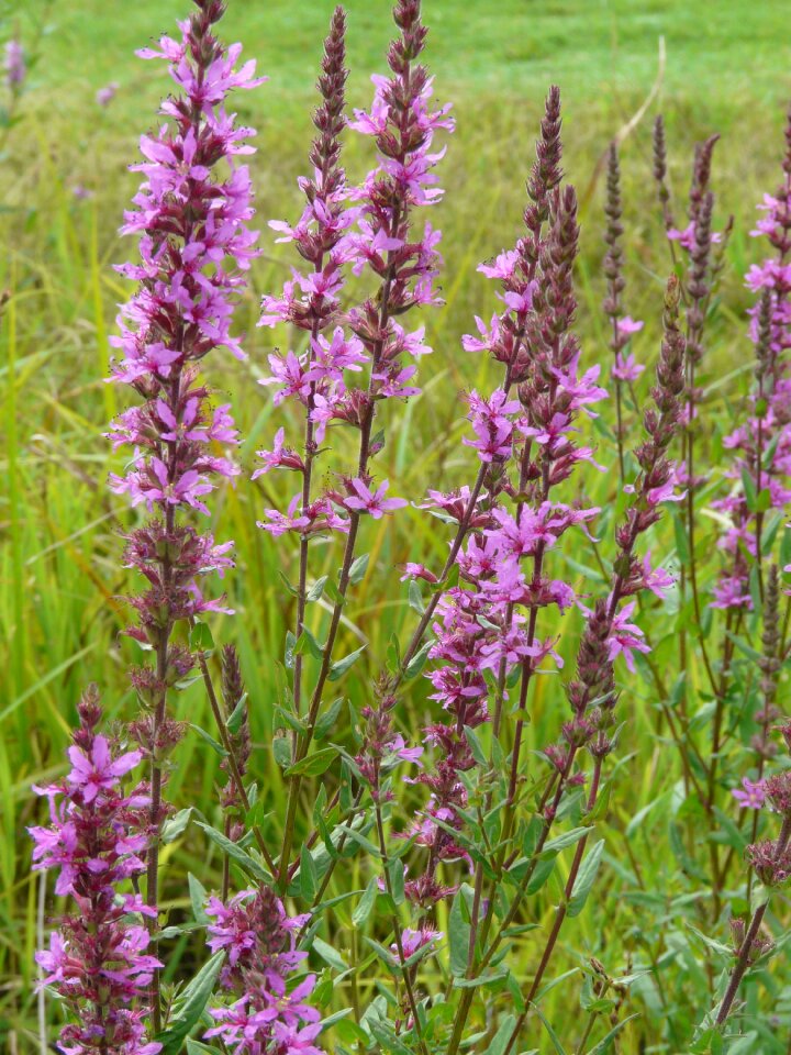 Plant summer blossom photo