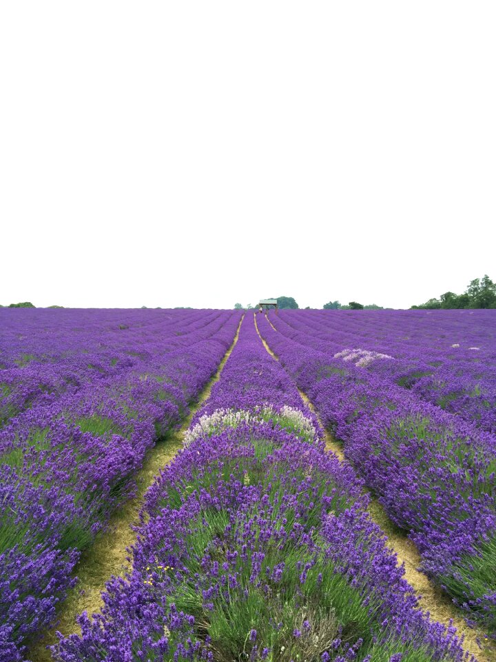 Natural nature purple