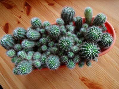 Cacti spikes houseplants
