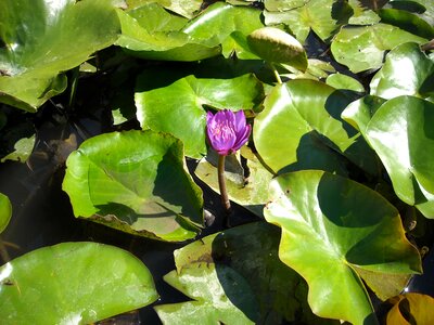 Water lily flower purple photo