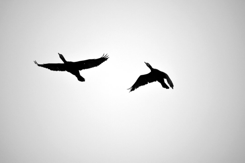 Nature sky animal