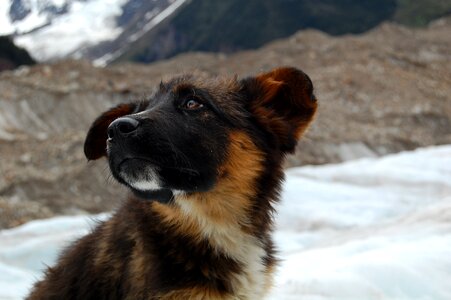 Glacier snow mountain animal portraits