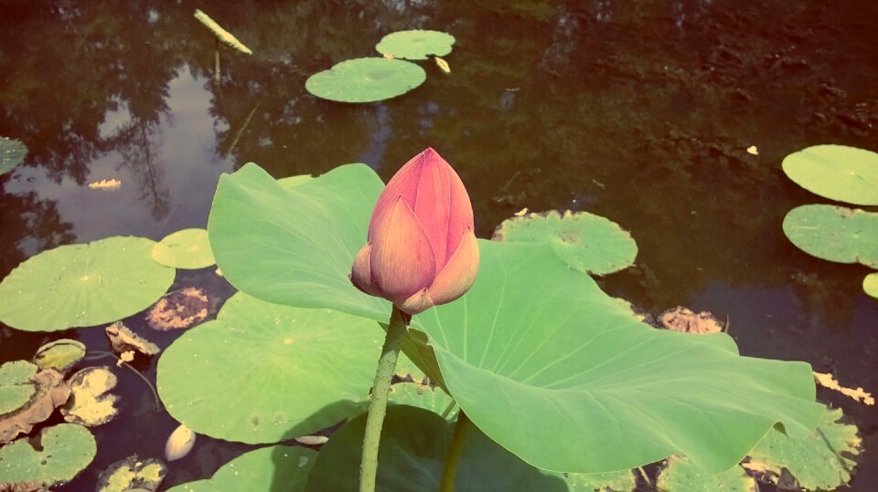 Lotus summer flower