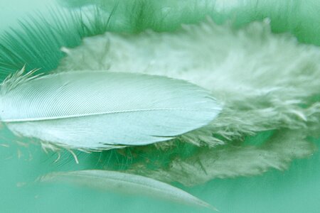 Feathers reflection color