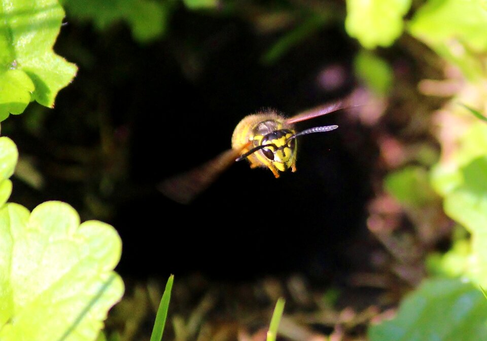 Insect flying summer