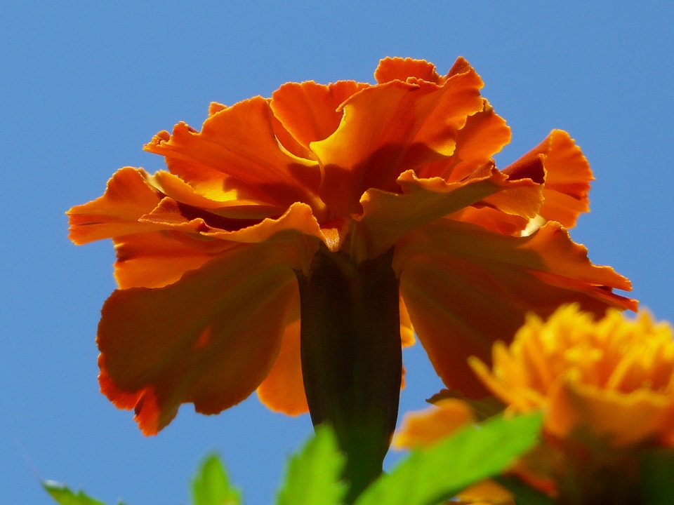 Color colorful marigolds