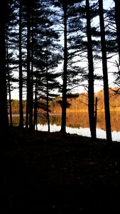 Pondside pinetrees
