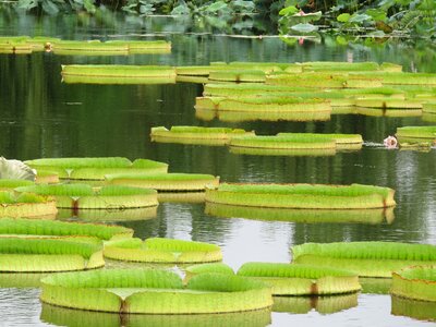 Full of life pond nature