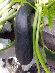 Green food healthy