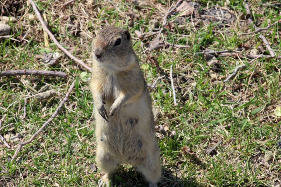 Rodent prairie outdoors