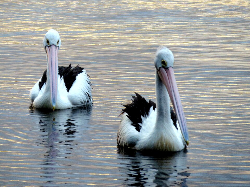 Wildlife nature animal