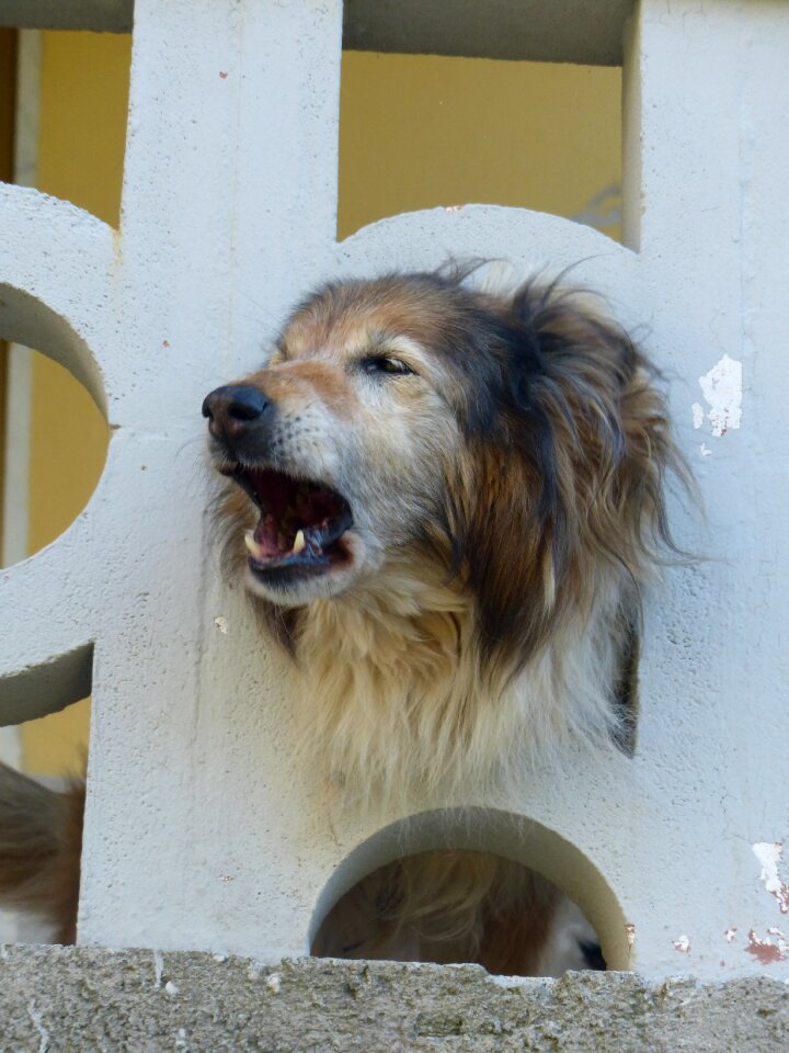 Barking vigilant balcony balustrade