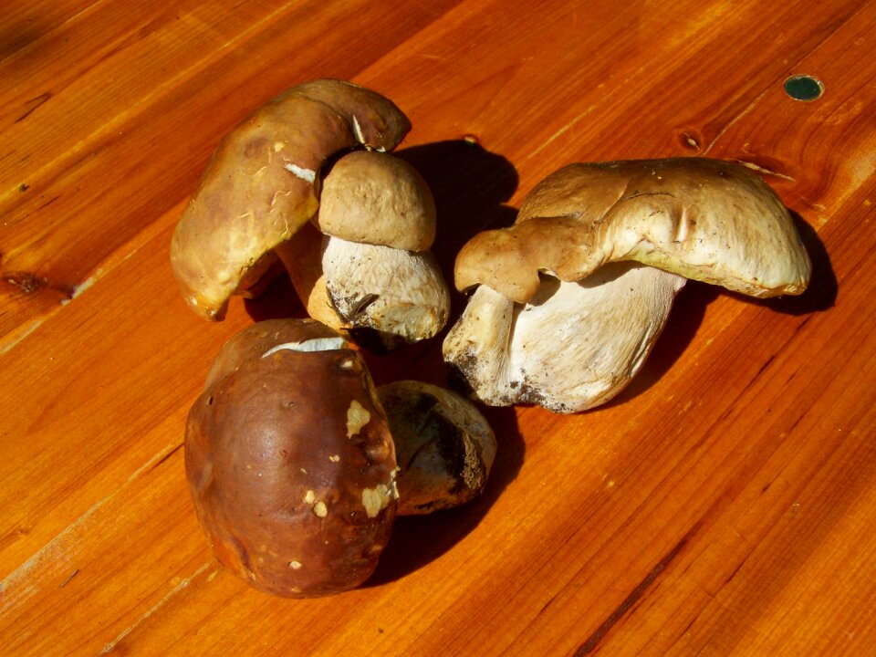 Mushroom brown edible