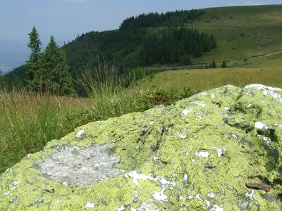 Pine cathy r mountains transylvania
