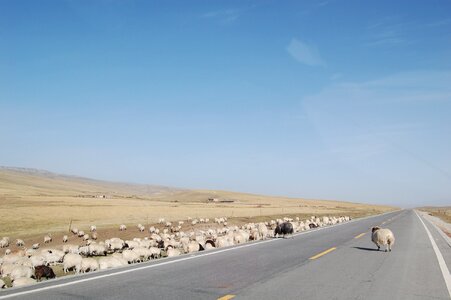 The qinghai-tibet plateau the flock highway photo