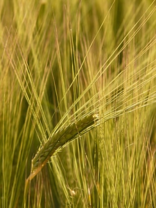 Grain cereal cornfield