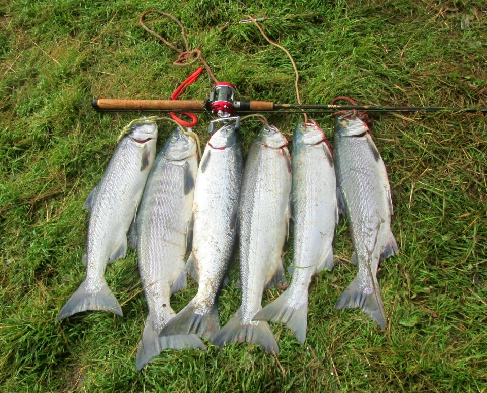 Fishermen alaska fish