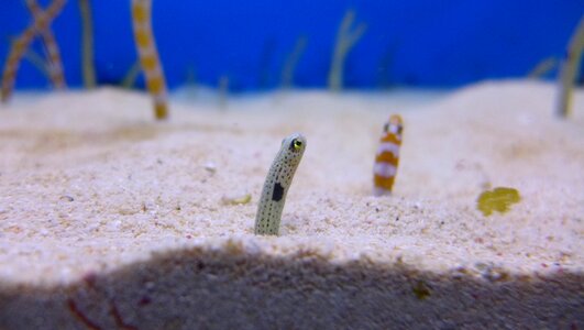 Chong rope aquaria eel