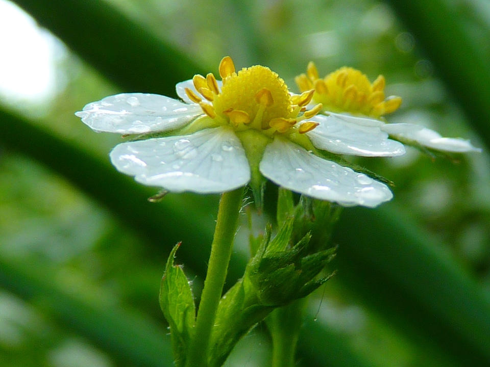Bloom wild strawberry close up