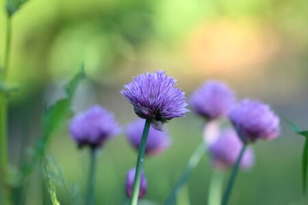 Plant flower purple photo